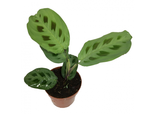 Маранта (Maranta leuconeura Kerchoveana)