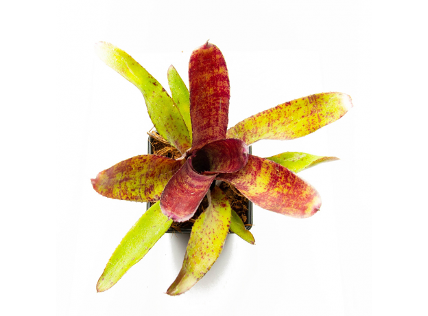 Неорегелия (Neoregelia Felix)