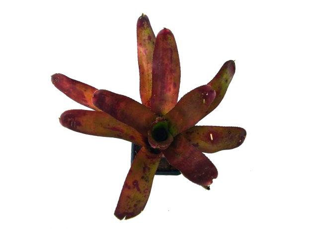 Неорегелия (Neoregelia Olens)