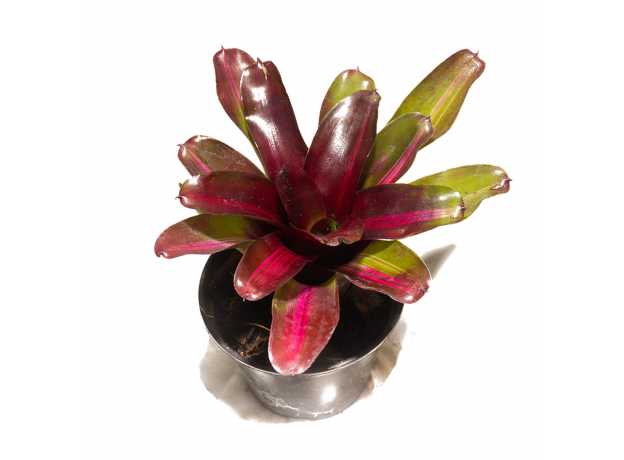 Неорегелия (Neoregelia Zoe)