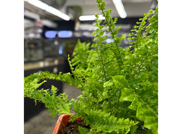 Нефролепис (Nephrolepis Fluffy Ruffles)