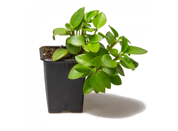 Пеперомия Пикси Лайм (Peperomia orba Pixie Lime Variegata)