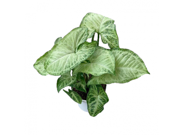 Сингониум (Singonium Podophyllum)