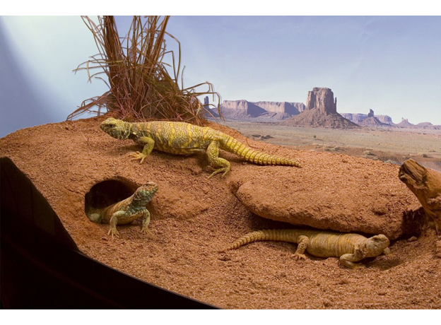Субстрат глиняный для террариума ZOO MED Excavator Clay Burrowing 4,5 кг