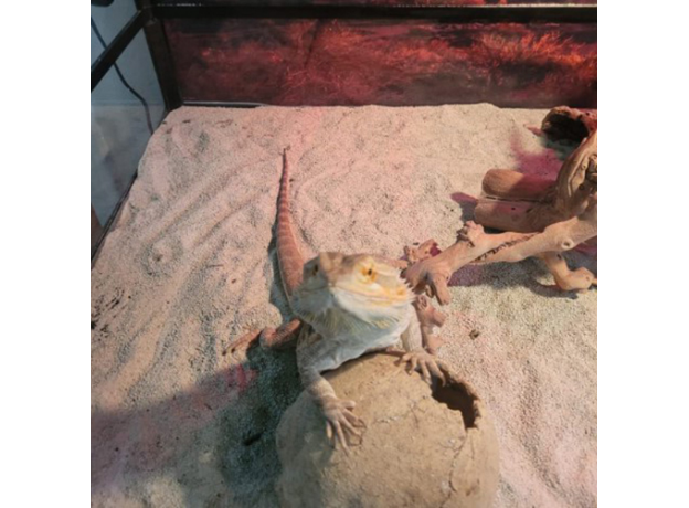 Субстрат дезодорирующий для террариума ZOO MED ReptiFresh, 4 кг