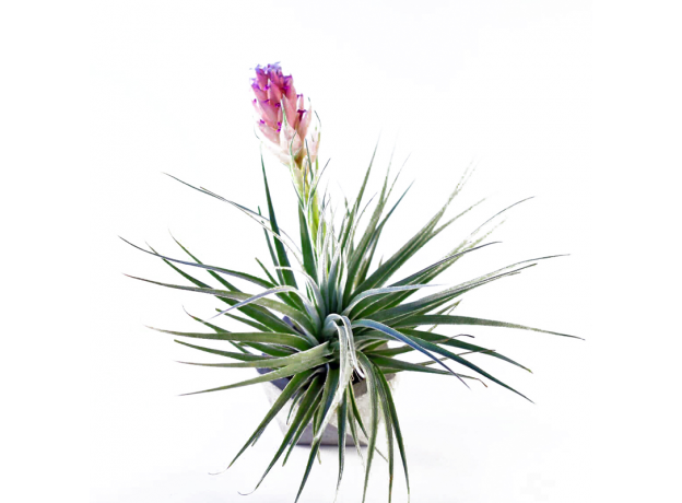 Тилландсия (Tillandsia Stricta Rubra)