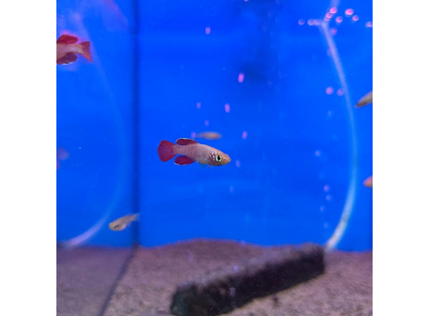 Нотобранхиус кардиналис (Nothobranchius cardinalis)