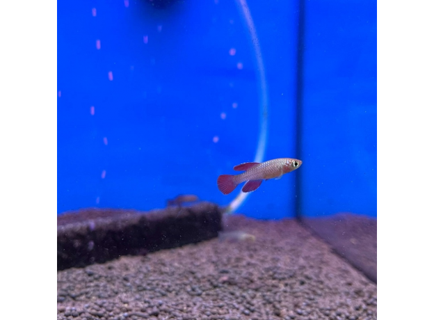 Нотобранхиус кардиналис (Nothobranchius cardinalis)