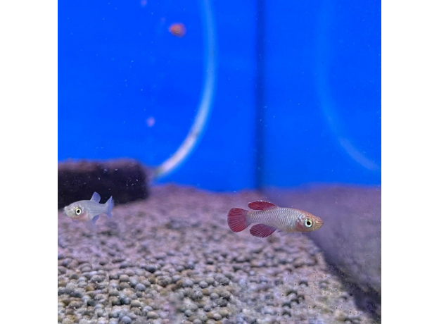 Нотобранхиус кардиналис (Nothobranchius cardinalis)