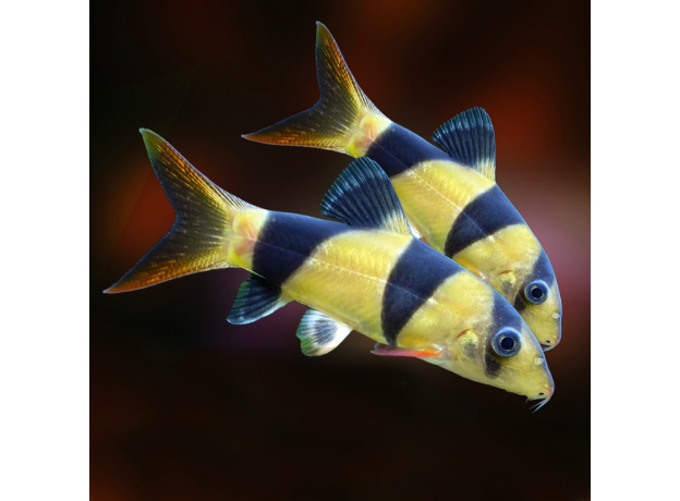 Боция клоун (XL) (Chromobotia macracanthus)