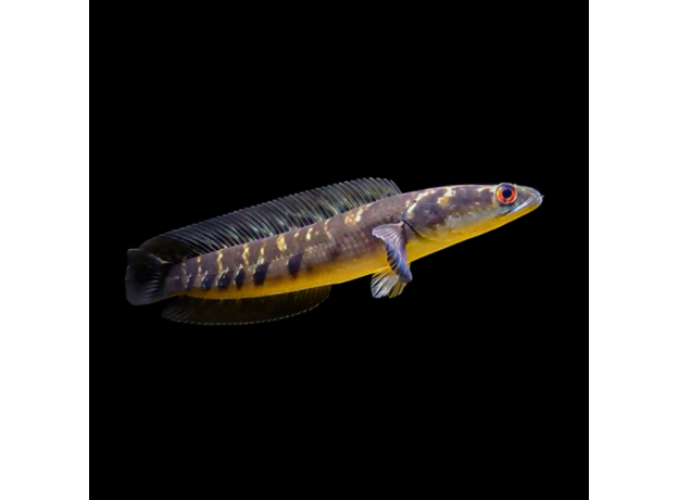 Змееголов императорский (S) (Channa marulioides)