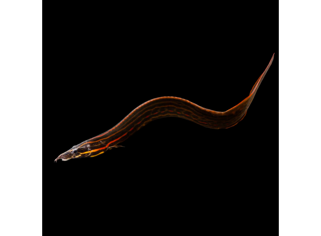 Угорь Мастацембелус краснополосый (S) (Mastacembelus erythrotaenia)