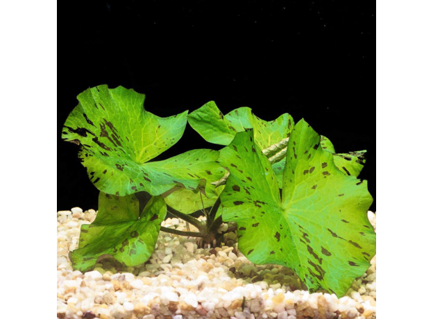 Нимфея тигровая зеленая (в горшке) (Nymphaea lotus)