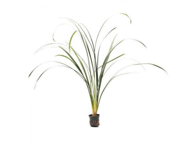 Офиопогон ябуран (в горшке) (Ophiopogon jaburan)