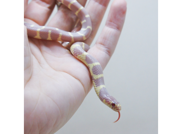 Королевская змея, Californiae Albino