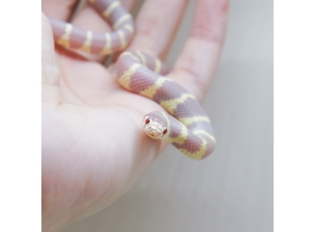 Королевская змея, Californiae Albino