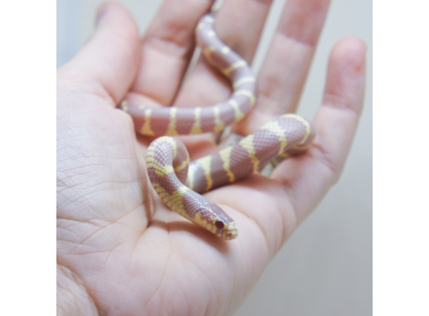 Королевская змея, Californiae Albino