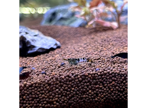 Креветка тигровая (Caridina cantonensis Tiger)