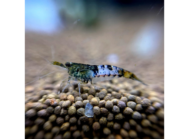 Креветка тигровая (Caridina cantonensis Tiger)