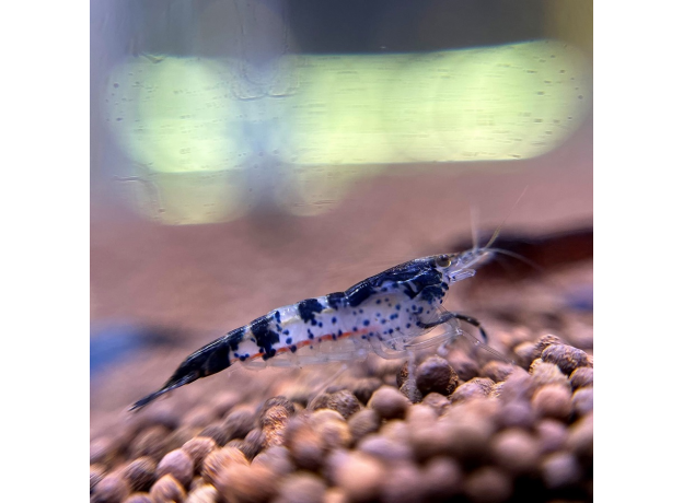 Креветка тигровая (Caridina cantonensis Tiger)