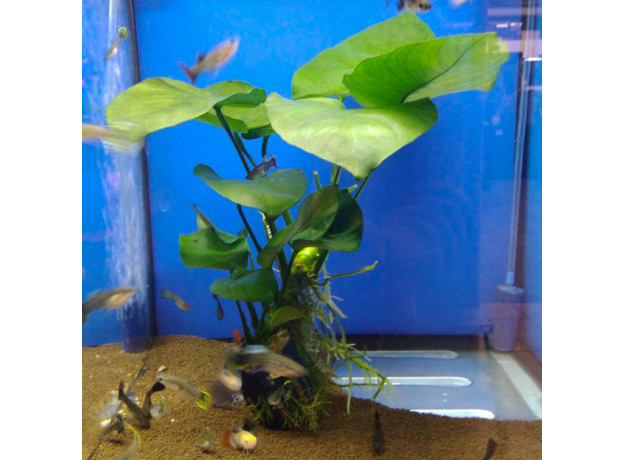 Анубиас Бартера (XL) (в горшке) (Anubias barteri var. barteri)