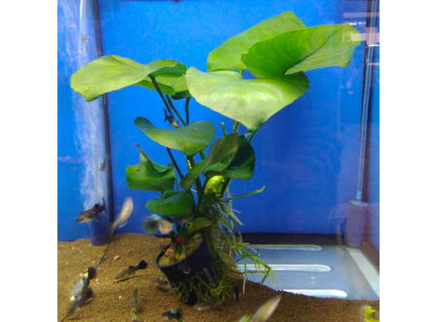 Анубиас Бартера (XL) (в горшке) (Anubias barteri var. barteri)