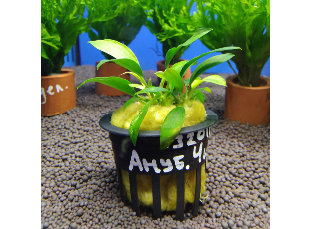 Анубиас Чили (в горшке) (Anubias sp Chili)