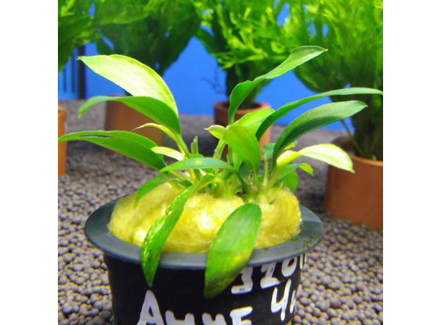Анубиас Чили (в горшке) (Anubias sp Chili)