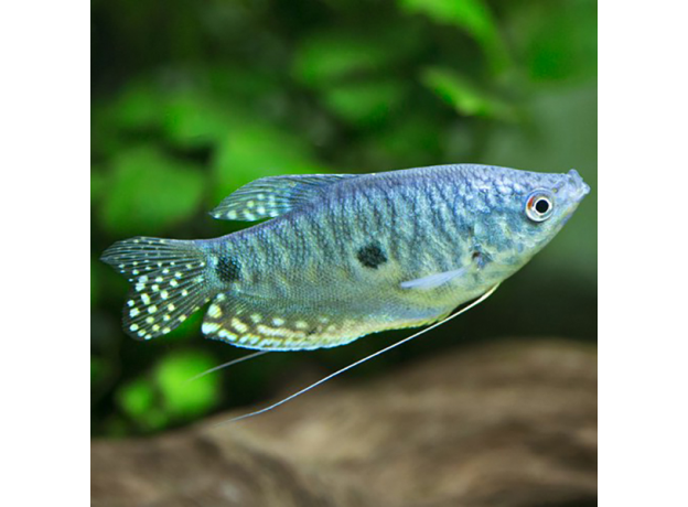 Гурами голубой (L) (Trichopodus trichopterus)