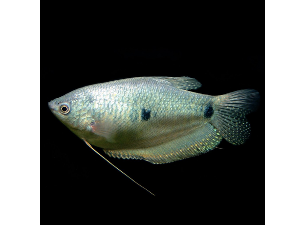 Гурами голубой (L) (Trichopodus trichopterus)