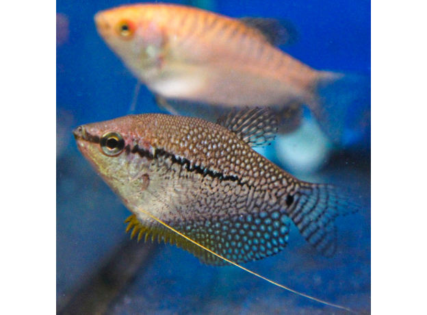 Гурами жемчужный (XL) (Trichopodus leerii)