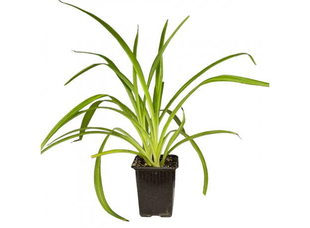 Хлорофитум (Chlorophytum comosum)