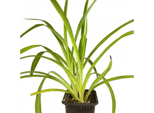 Хлорофитум (Chlorophytum comosum)