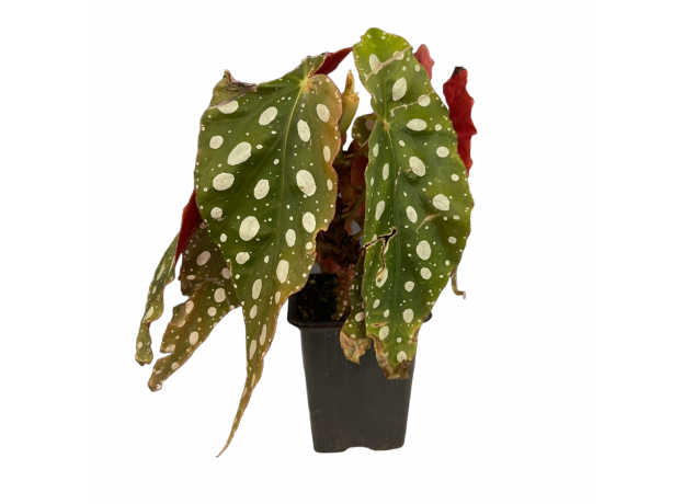 Бегония (Begonia Maculata)