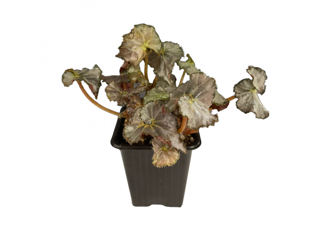 Бегония (Begonia sp)