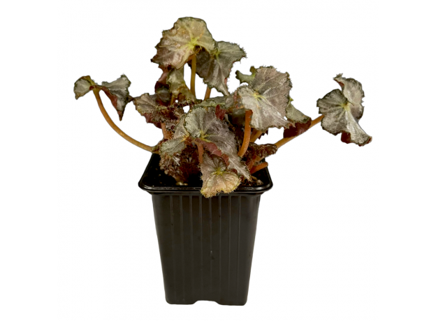 Бегония (Begonia sp)