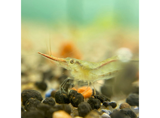 Креветка красноносая пиноккио (Caridina gracilirostris)