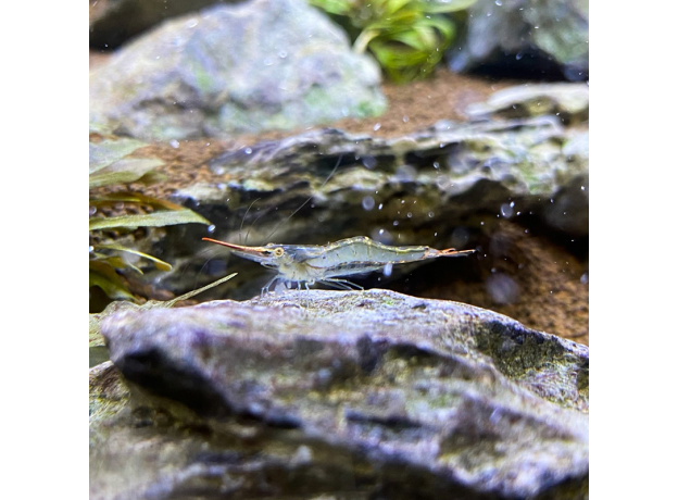 Креветка красноносая пиноккио (Caridina gracilirostris)