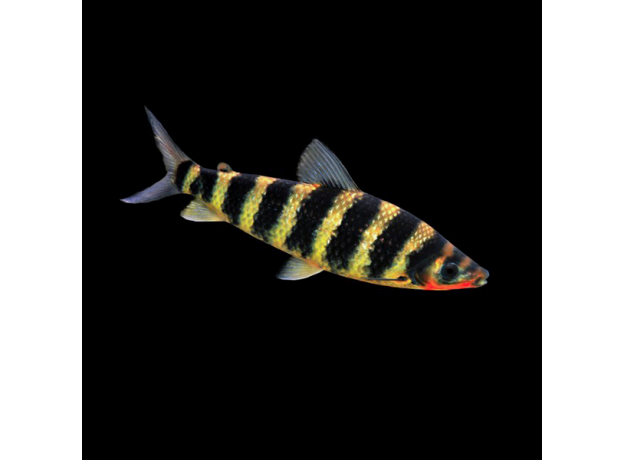 Лепоринус полосатый (L) (Leporinus fasciatus)