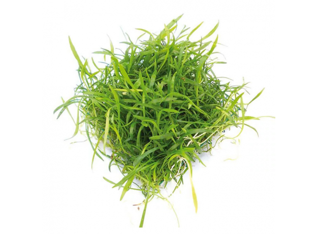 Лилеопсис бразильский (на пластинке) (Lilaeopsis Brasiliensis)