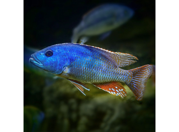 Нимбохромис фускотениатус (S) (Nimbochromis fuscotaeniatus)