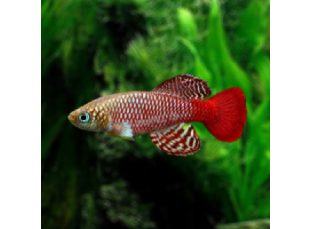 Нотобранхиус Пальмквиста (Nothobranchius palmqvisti)