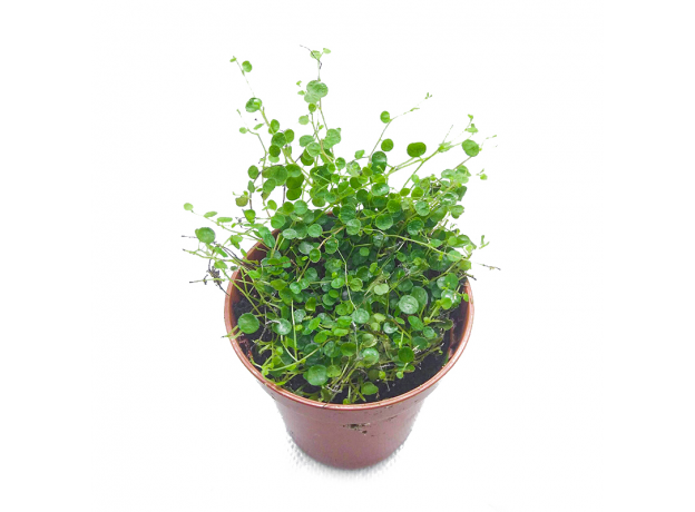 Пеперомия (peperomia emarginella)