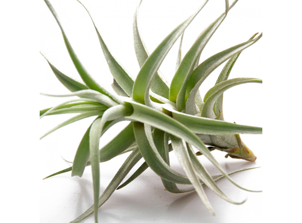 Тилландсия (Tillandsia Albida)