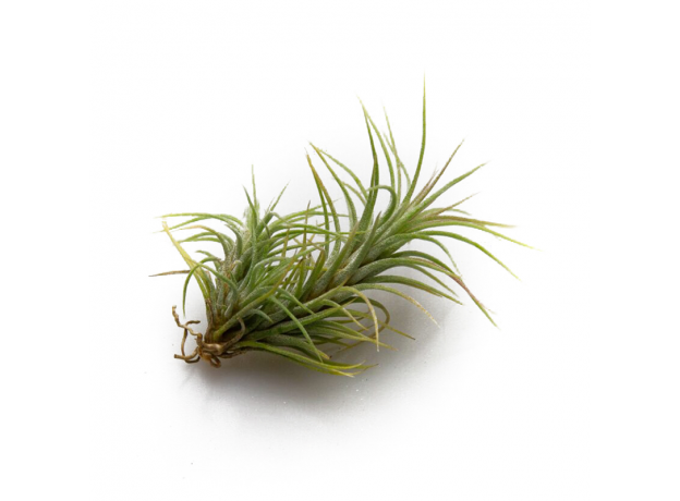 Тилландсия (Tillandsia Funckiana)