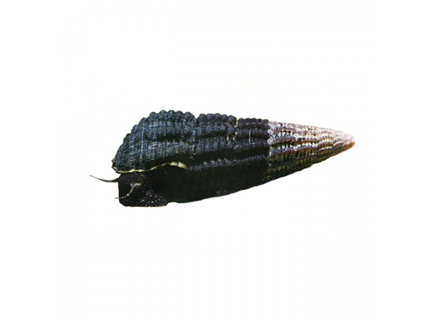 Улитка Тиломелания Пятнистый Кролик (L)