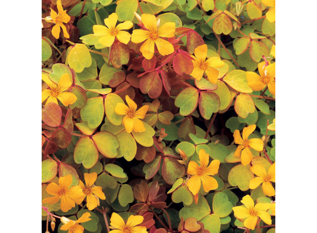 Оксалис (Oxalis Vulcanicola Molten Lava)