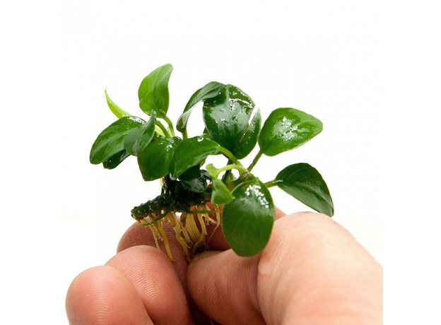 Анубиас нана (ветка) (Anubias barteri var. nana)