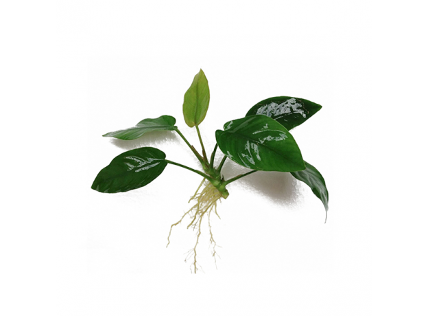 Анубиас нана (ветка) (Anubias barteri var. nana)