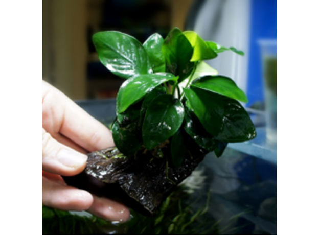 Анубиас нана (ветка) (Anubias barteri var. nana)